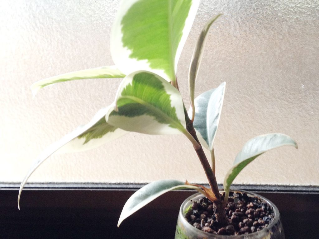無くて七癖、ヨガでたくさん癖が見つかります