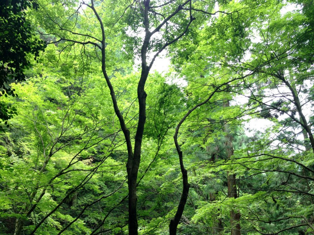 師匠が必要かどうか、という話