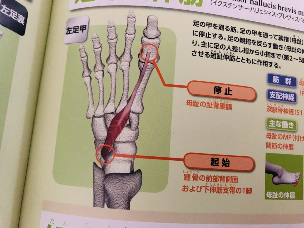 足の親指から学ぶ、部分と全体の話