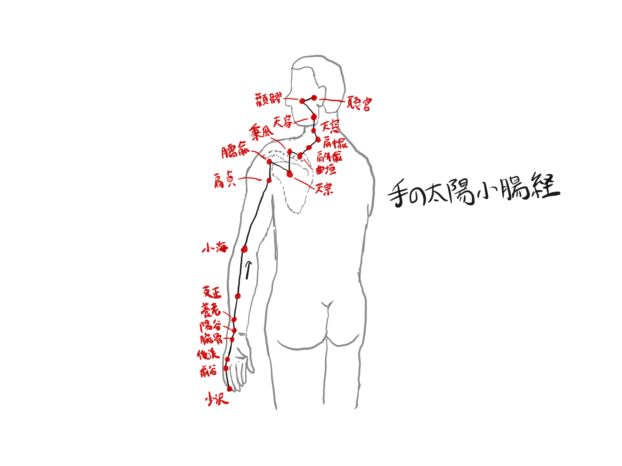手の太陽小腸経（SI）の役割・経穴・関連ヨガポーズ