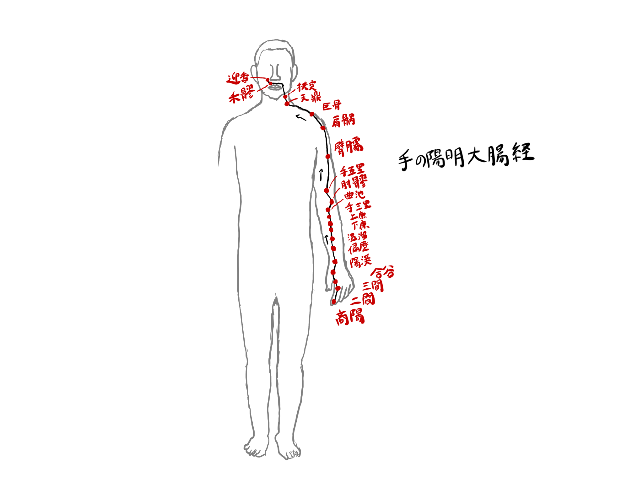 手の陽明大腸経（LI）の役割・経穴・関連ヨガポーズ