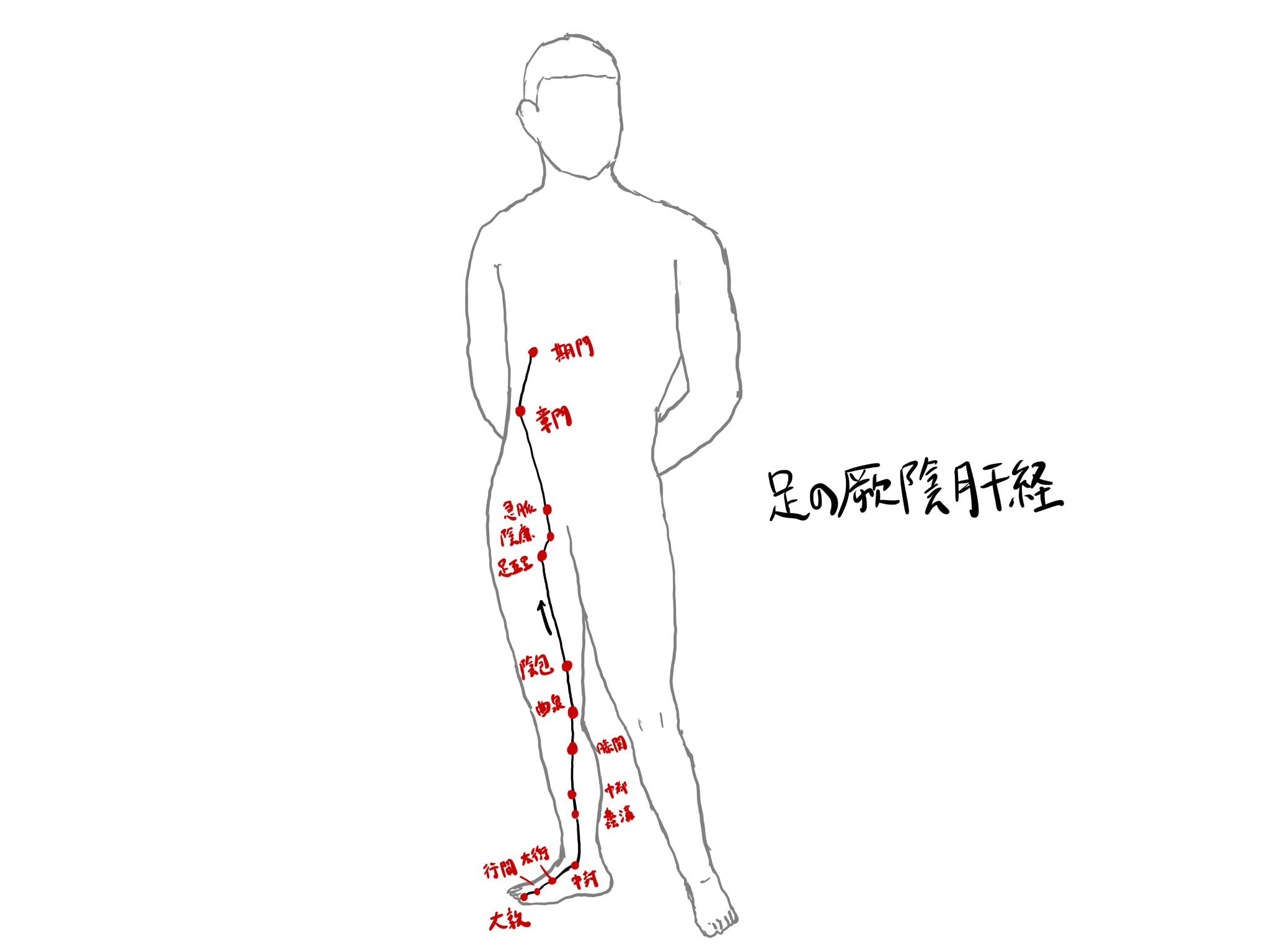 足の厥陰肝経（LV）の役割・経穴・関連ヨガポーズ