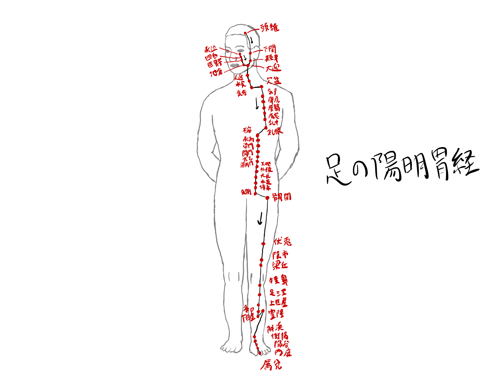 足の陽明胃経（ST）の役割・経穴・関連ヨガポーズ