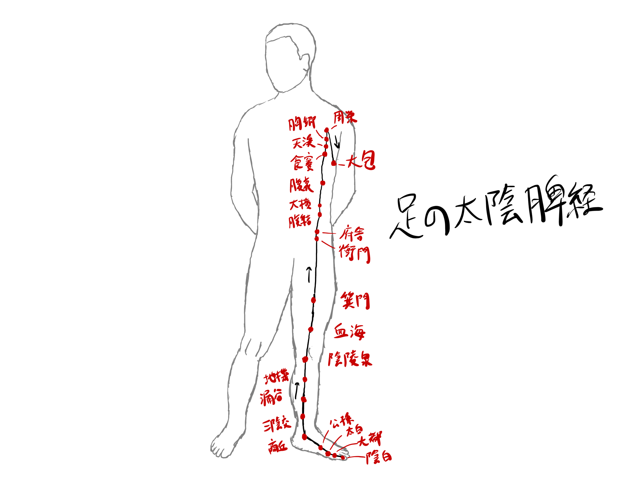 足の太陰脾経（SP）の役割・経穴・関連ヨガポーズ
