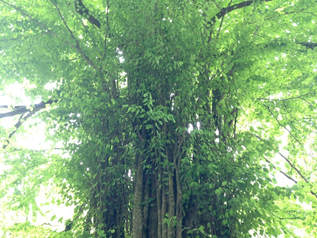 姿勢改善のコツ・良い姿勢を自然に導くトリガー