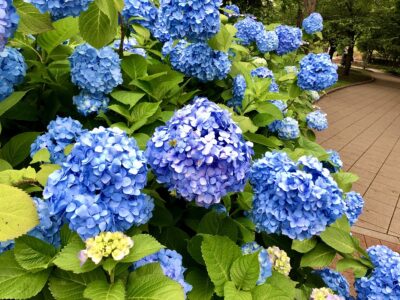6月のお知らせ