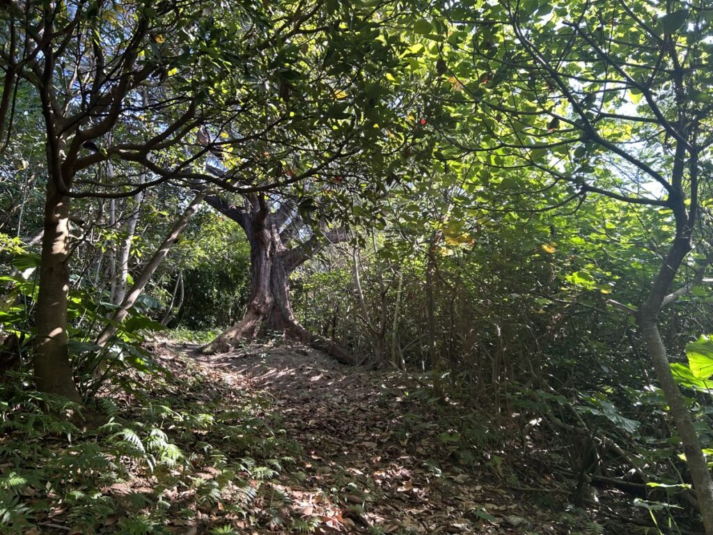 グラウンディング瞑想のやり方・効果・コツ
